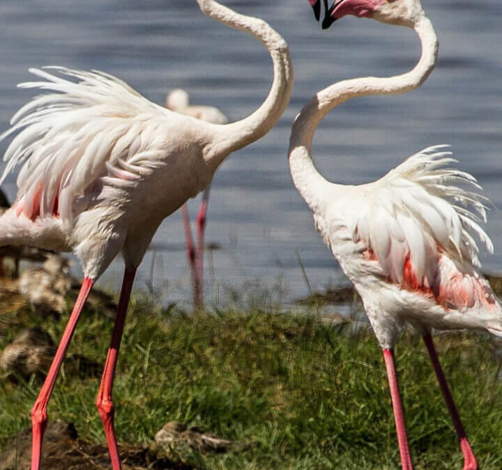 Birds of the Great Rift Valley