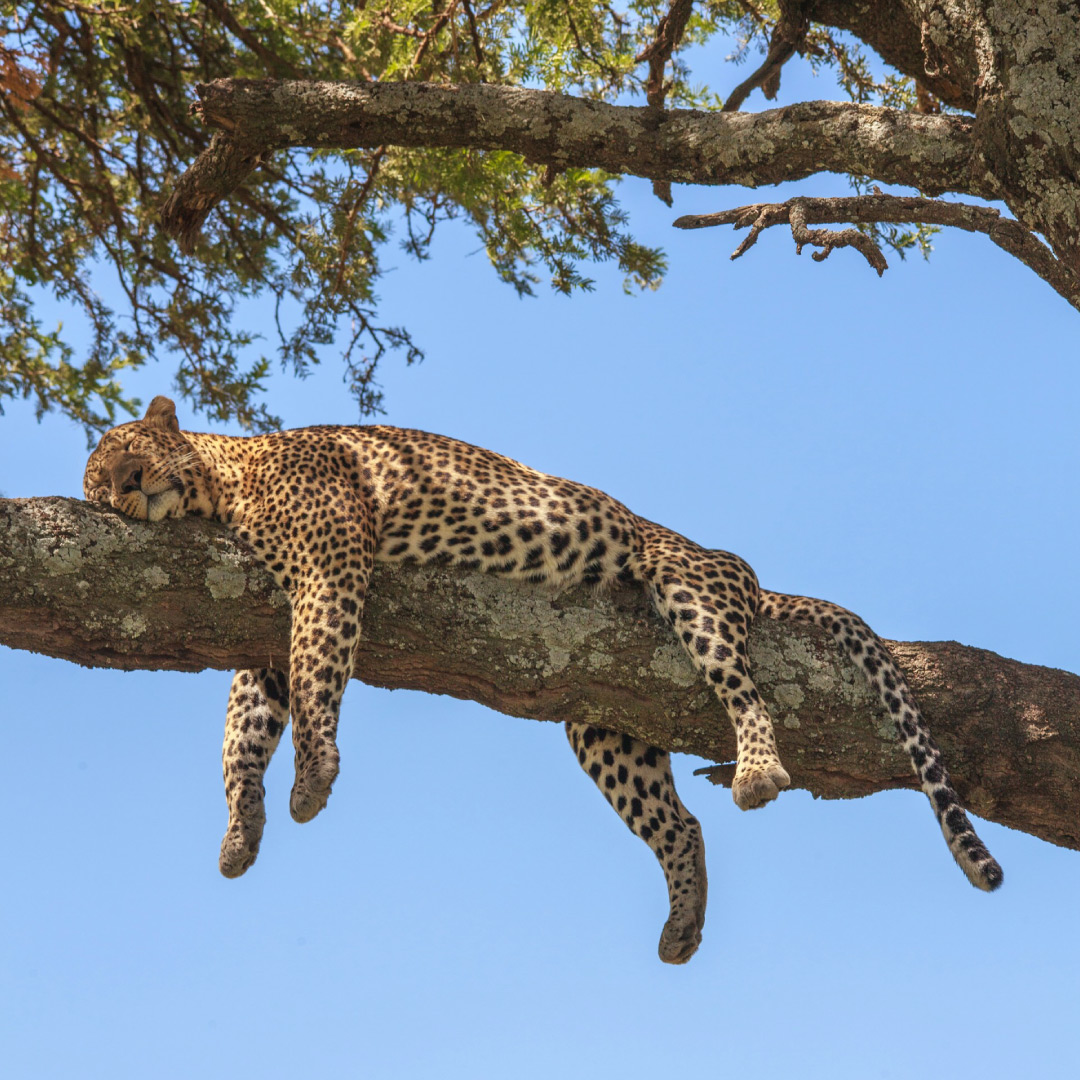 Sleeping-Leopard-at-Serengeti-National-Park