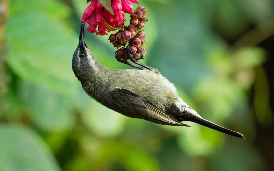 Kenya, A Paradise for Avid Birders