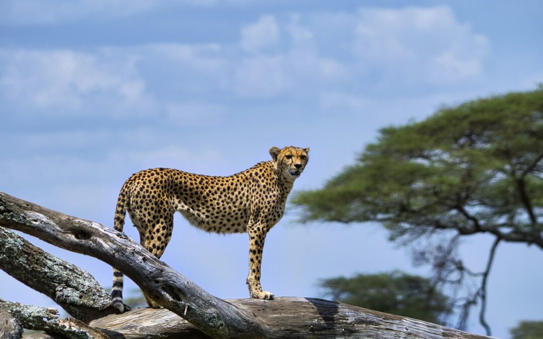 East Africa Classic Safari