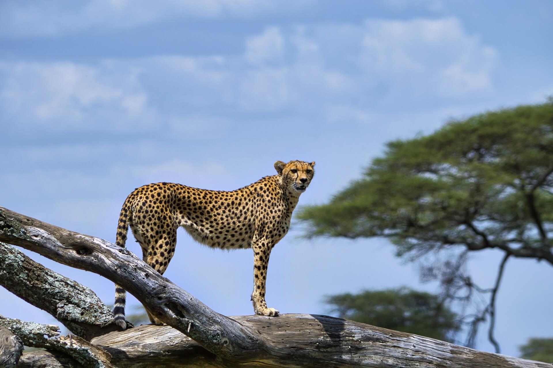 East Africa Classic Safari