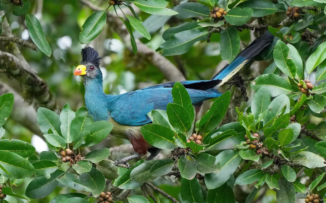 Wings of Kenya: A Birdwatching Safari