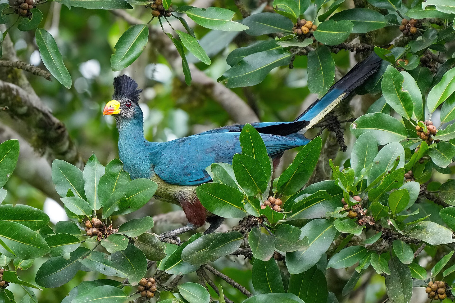 Wings of Kenya: A Birdwatching Safari