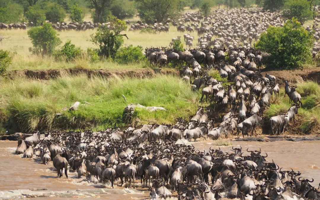 Kenya Safari Parks: Top National Parks to Visit