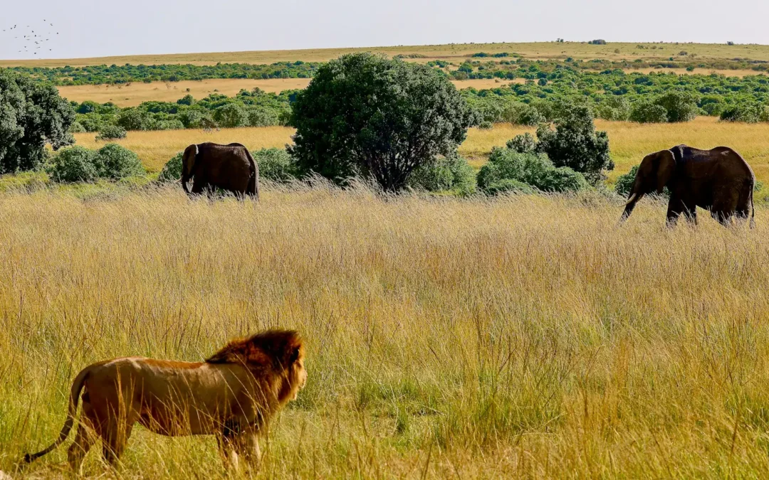 Meet the Icons of the Savannah