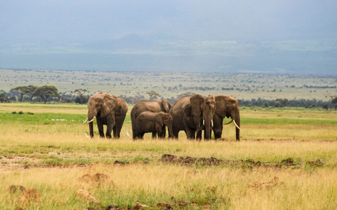 The Best Time to Visit Kenya: A Seasonal Guide